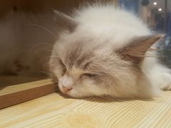 -瞄一喵猫咖(格力海岸店)