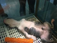 -乐宠宠物店(世纪金源店)