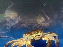 -阳澄湖大闸蟹·琼灵阁牌品牌连锁(吴中总店)