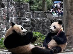 -都江堰中华大熊猫苑