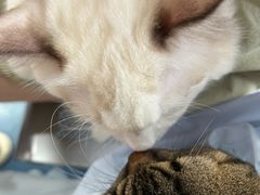 -创凡宠物医院·骨专科  猫科中心(西乡分院)