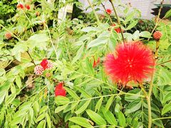 -西双版纳基诺山寨