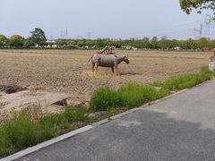 -嘉北郊野公园