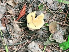 -峡谷浮石林景区