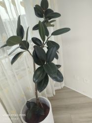 -HEYAN荷妍专业脱毛连锁机构
