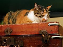 -猫咪博物馆(顶澳仔猫街店)