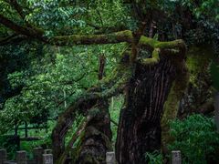 -古堰画乡景区