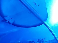 -珠海长隆海洋王国