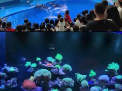 -海合安成都极地海洋公园