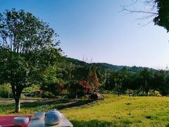 -铁山坪森林公园