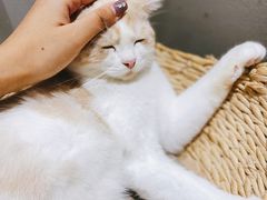 -藏猫猫咖啡主题馆(中央大道店)