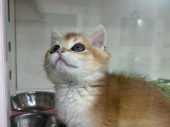 -青奢宠物·青奢猫舍