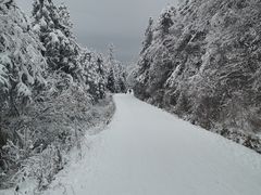 -武陵山森林公园