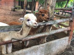 -清迈夜间动物园