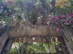 -西双版纳原始森林公园