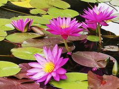 -国家植物园南园