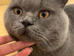 -momokira米努特·德文卷毛猫·棉花面纱犬