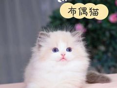 -十年猫舍·猫咪专门店(普陀店)