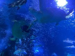 -太平洋海底世界