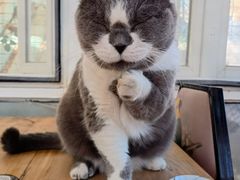 -猫小院猫主题餐厅(南锣旗舰店)