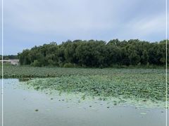 -大兴滨河森林公园