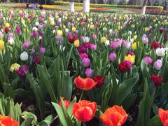 iphone_upload_pic-上海鲜花港