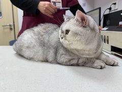 -艾贝尔宠物医院·宠保定点·超声绝育·免疫点(樱花路店)