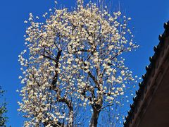 -上野公园花园稻荷神社(忍岡稲荷神社)