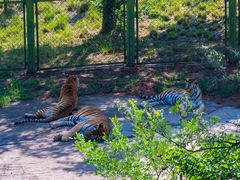 -青藏高原野生动物园