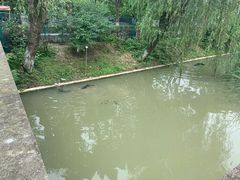 -中国扬子鳄村