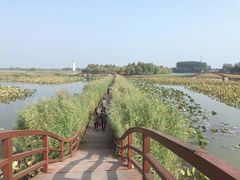 -白洋淀景区