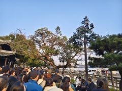 -江心屿景区