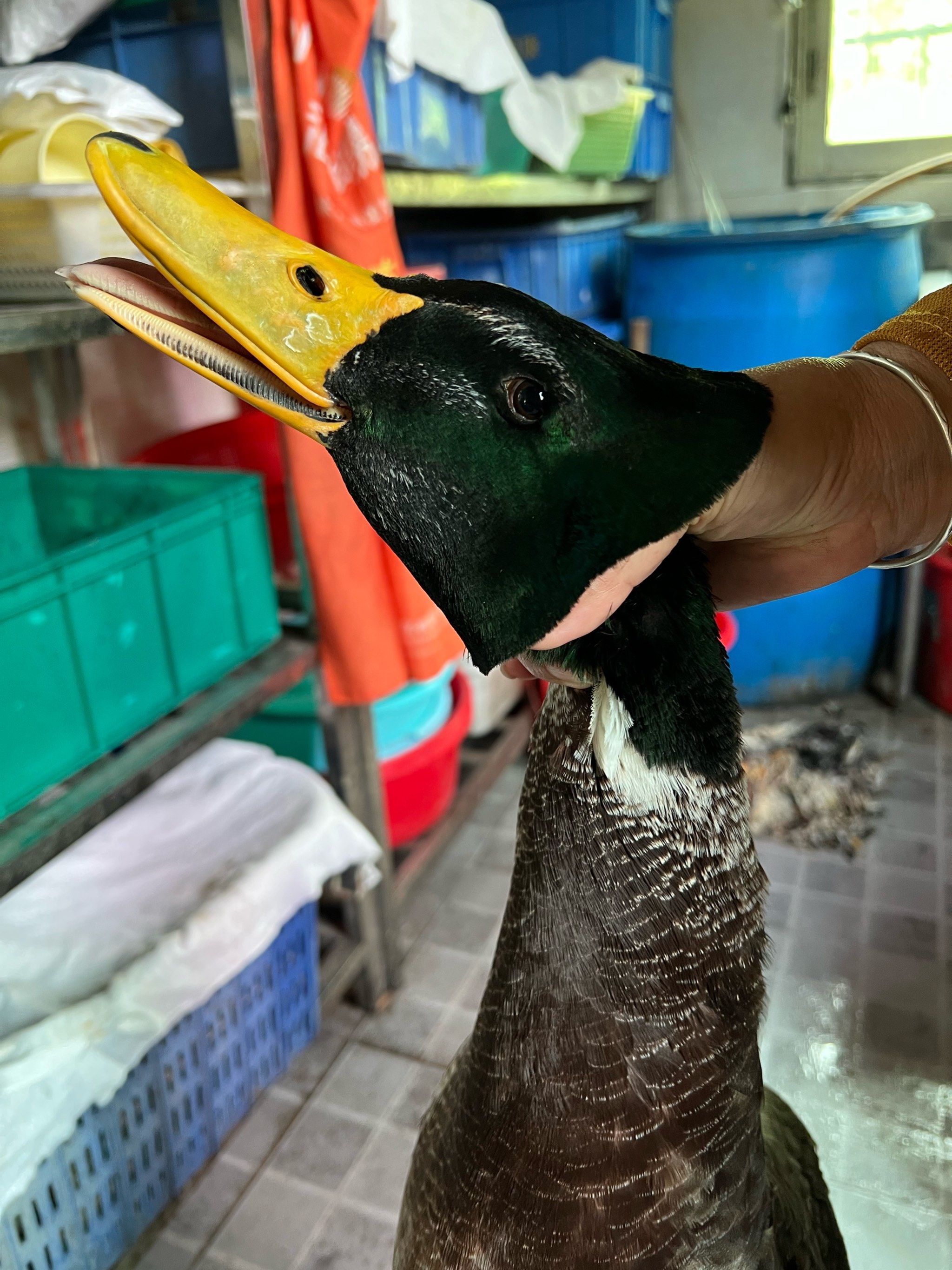 现杀青头鸭,吃完买两只回家,老板娘好人士