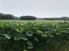 -东郊湿地公园