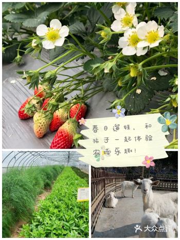 春日的庄园，遛娃的胜地