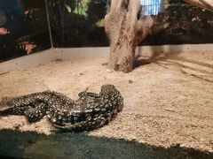 -泉州海丝野生动物世界