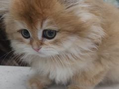 -心仪动物医院·牙专科·肿瘤·心脏科(西客站院)