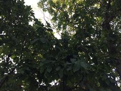 -清迈女子监狱马杀鸡(无分店)
