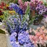 南京恰饭日常｜花的海洋｜优惠