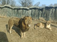 -北京野生动物园