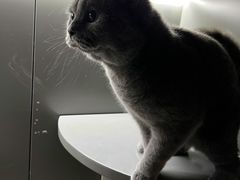 -猫大福·Fortune Cat猫舍(百子湾店)