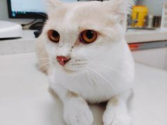 -伟伟宠物医院·瑞派猫友好医院·猫科(光谷店)