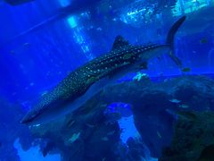 -成都浩海立方海洋公园