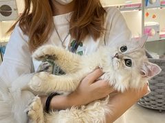 -lincat·猫舍(广州店)