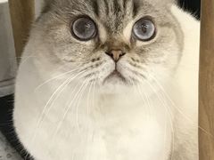 -喵园·猫主题咖啡厅·撸猫·猫咖(国贸店)