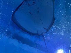 -海合安武汉极地海洋公园