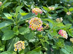 -莲花山公园