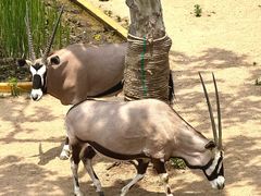 -西霞口神雕山野生动物世界