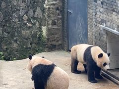 -都江堰中华大熊猫苑