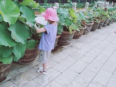 -白洋淀景区
